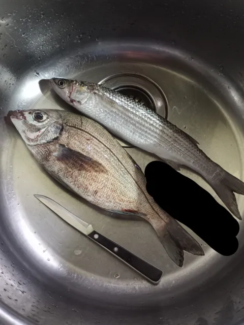 Dorade