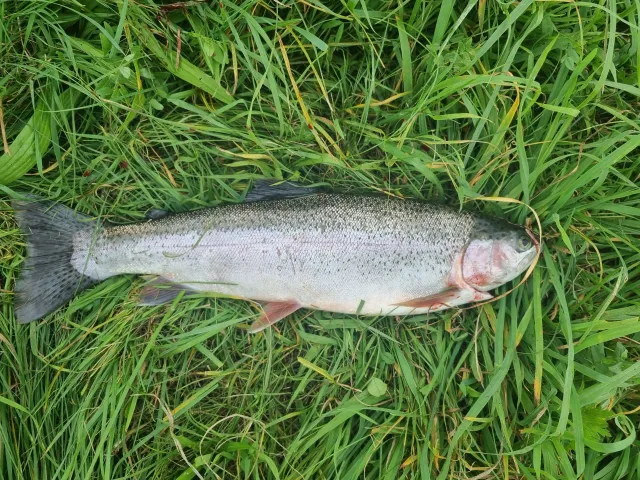 Regenbogenforelle