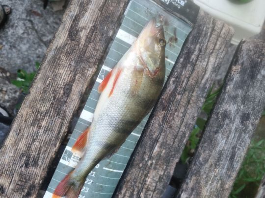 Flussbarsch-2