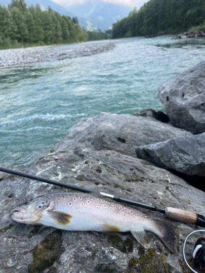 Bachforelle