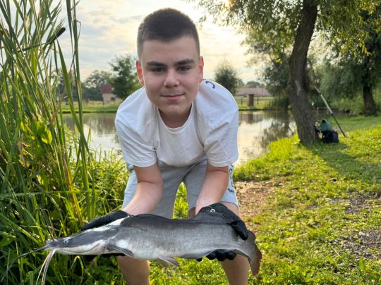 Afrikanischer Raubwels