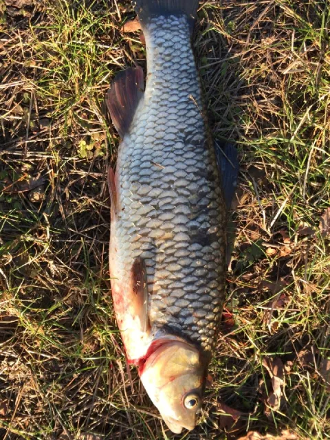 Döbel