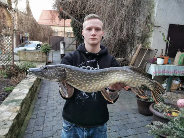 Hecht