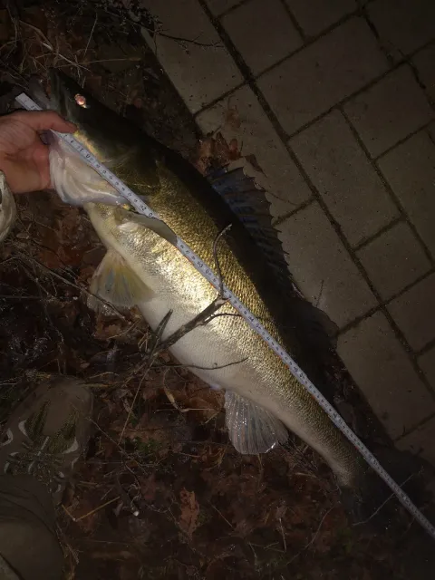 Zander