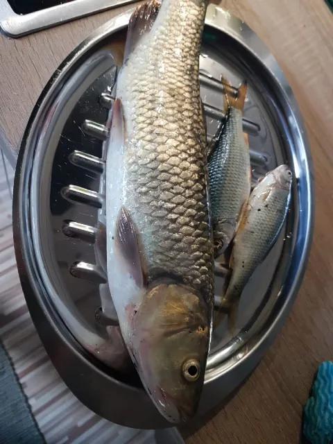 Döbel