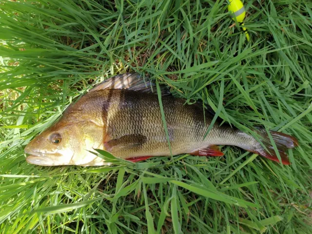 Flussbarsch