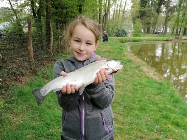 Regenbogenforelle