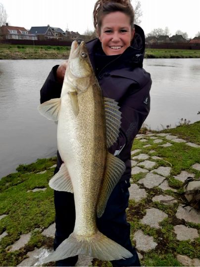 Zander