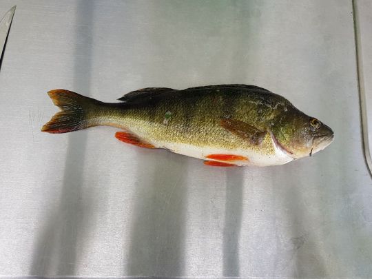 Flussbarsch-0
