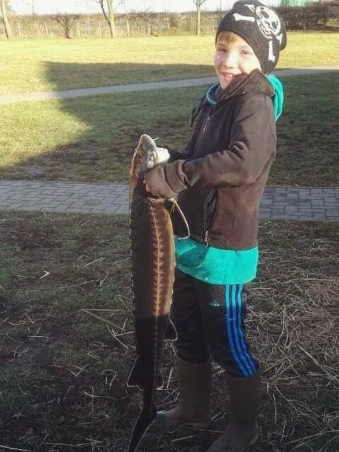 Stör