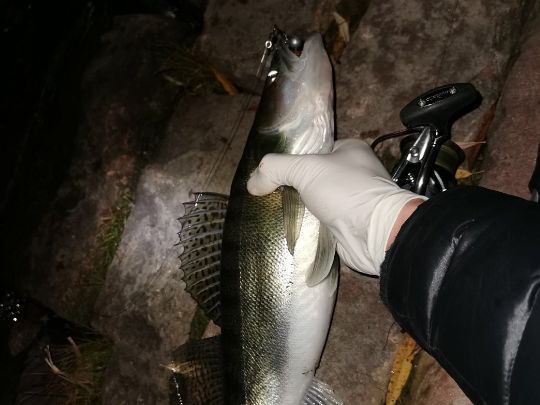 Zander