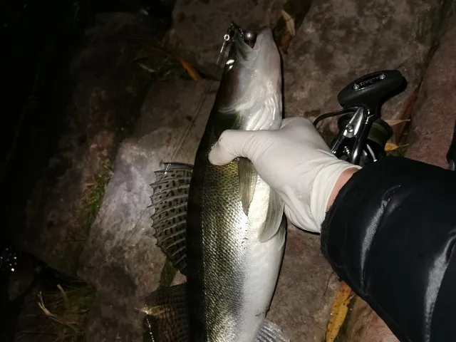 Zander