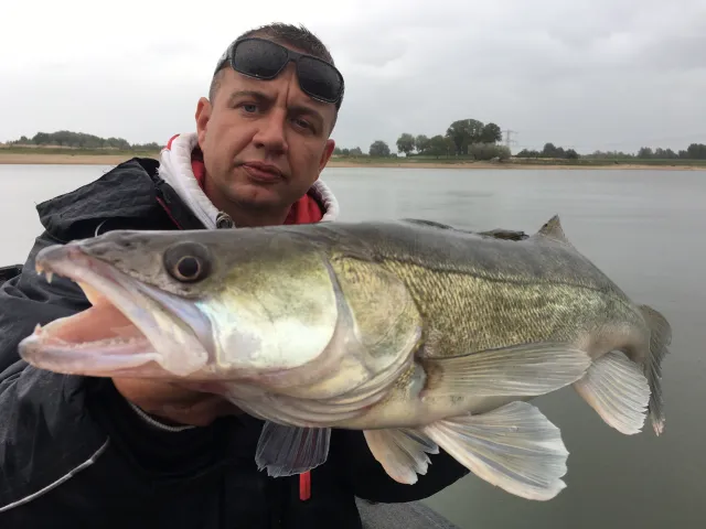 Zander