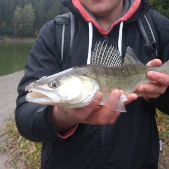 Zander