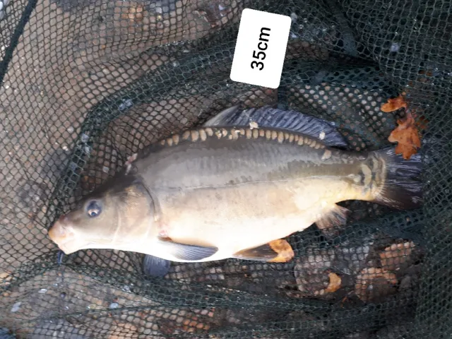 Karpfen