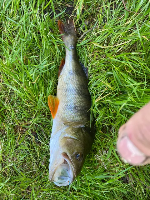 Flussbarsch