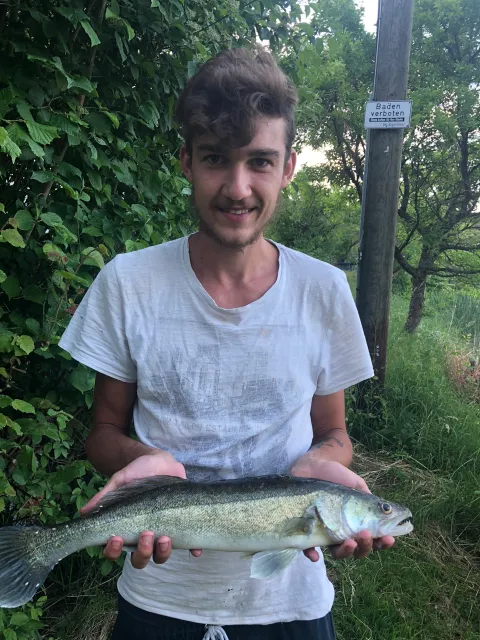 Zander