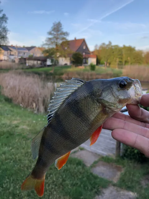 Flussbarsch
