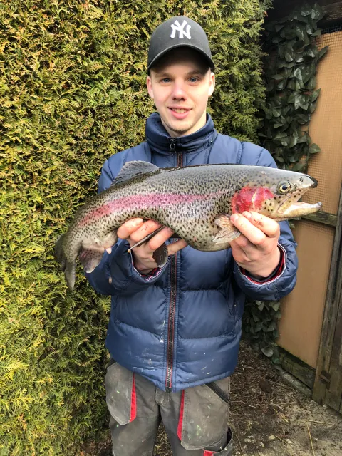 Regenbogenforelle