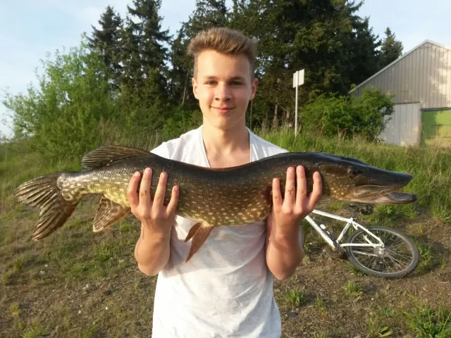 Hecht