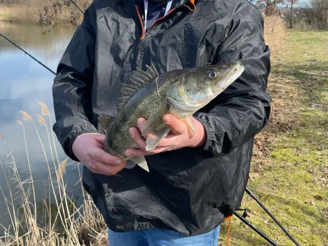 Zander