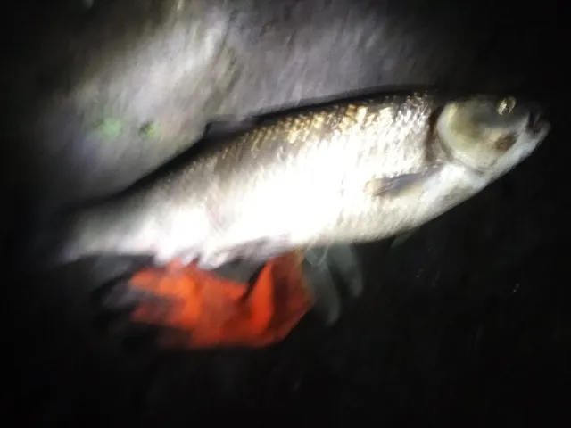 Döbel