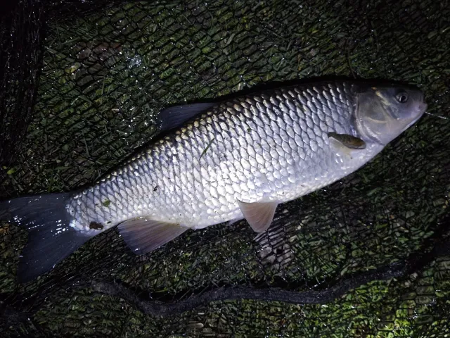 Döbel