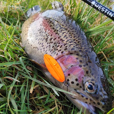 Regenbogenforelle