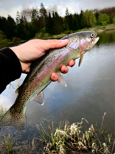 Regenbogenforelle