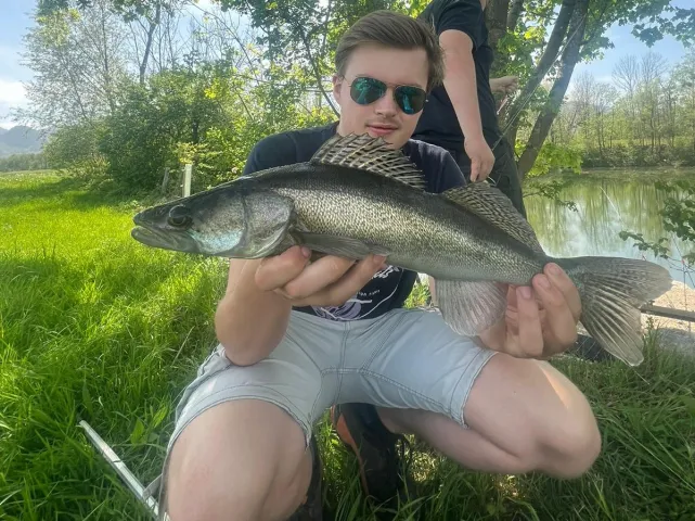 Zander