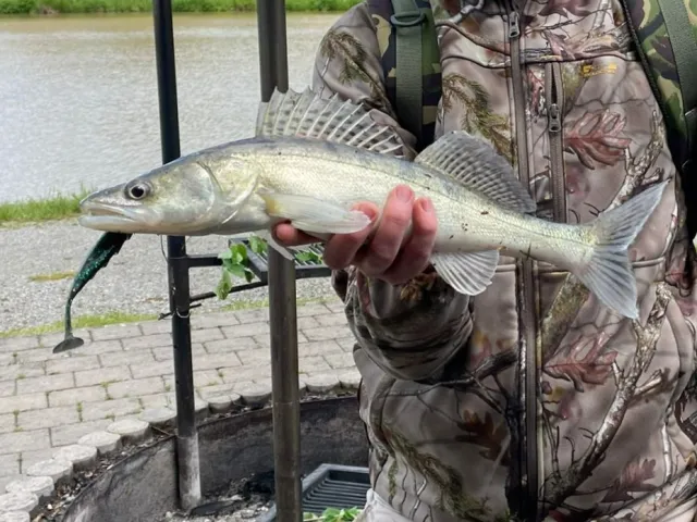 Zander