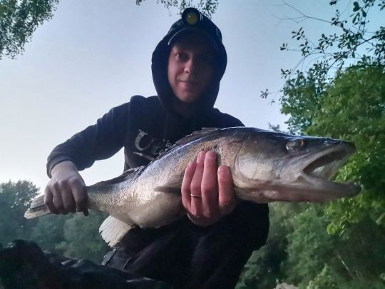 Zander