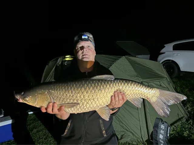 Graskarpfen
