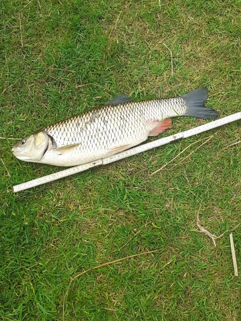 Döbel