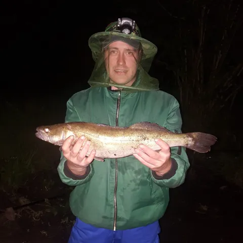 Zander