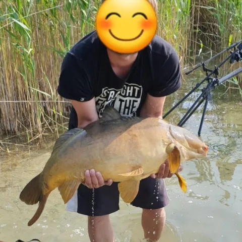 Karpfen