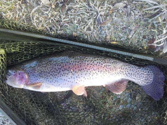 Regenbogenforelle