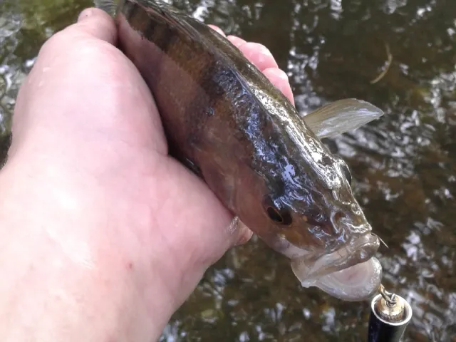 Flussbarsch