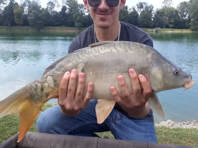 Karpfen