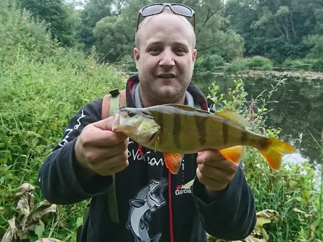 Flussbarsch