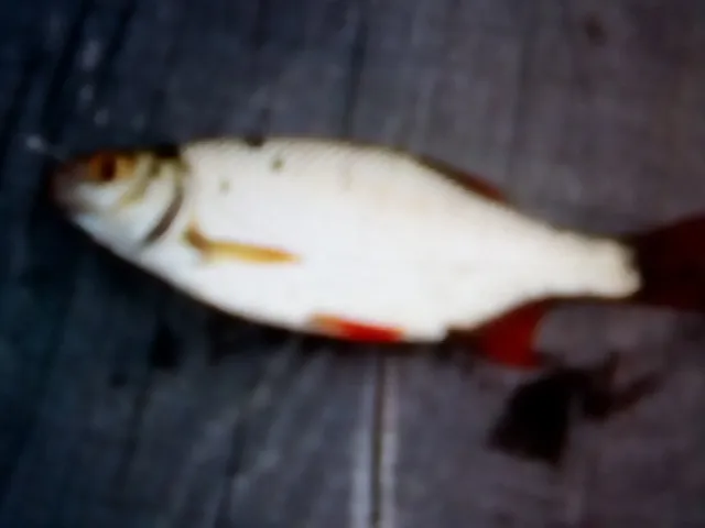 Rotfeder