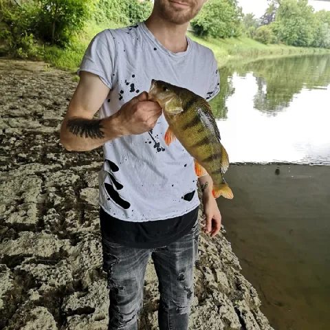 Flussbarsch