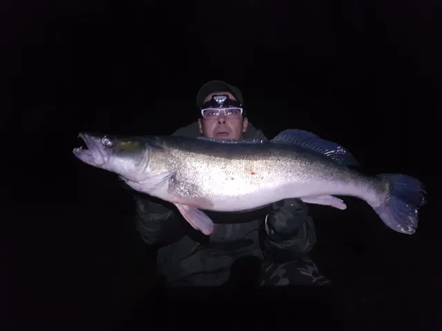 Zander