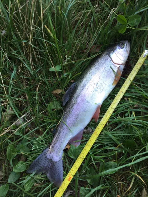 Regenbogenforelle