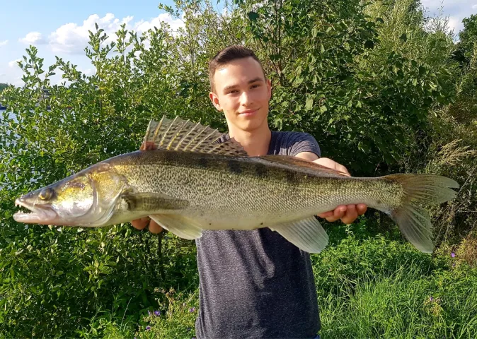 Zander