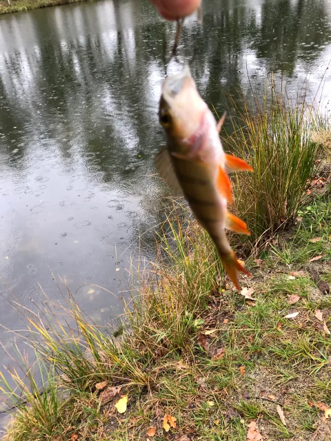 Flussbarsch