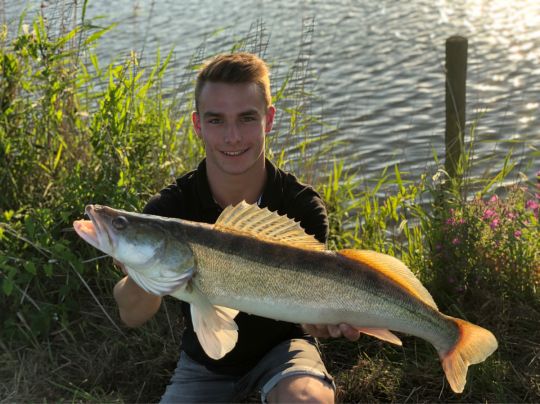 Zander
