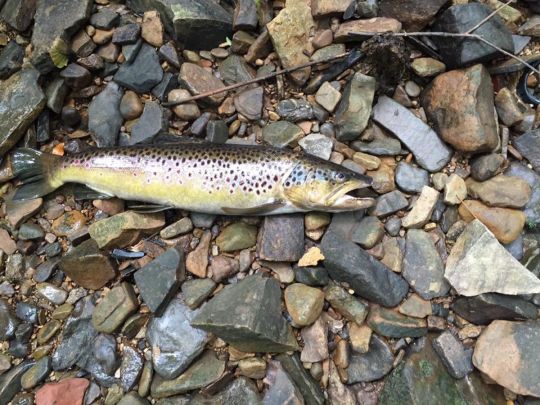 Bachforelle