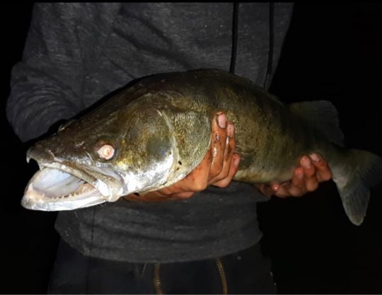 Zander