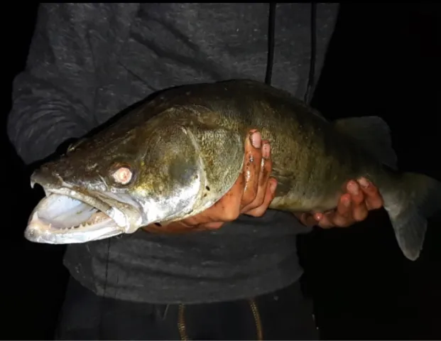 Zander